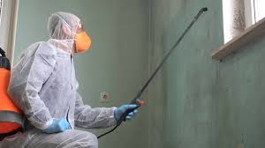 Best Mold Damage Restoration in Shelbina, MO